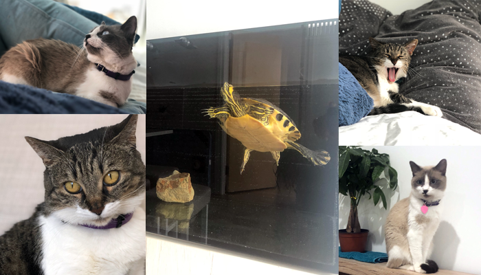 Paula's pets - Team Afford Anything. Two cats and a turtle!